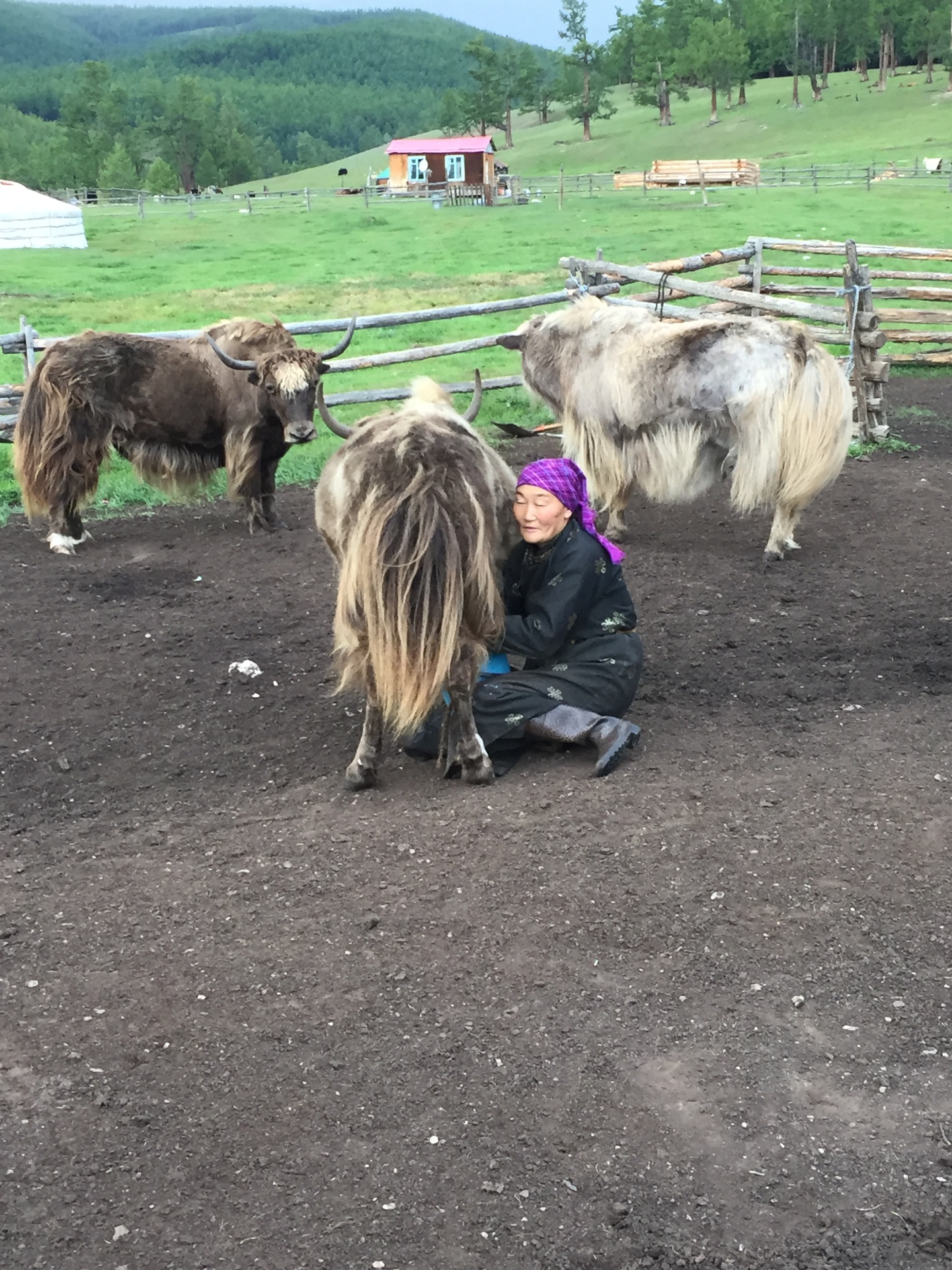 Mongolian woman milking a yak on the steppe